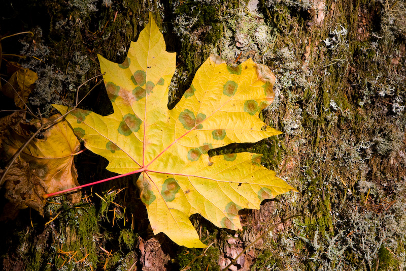 Fallen Maple Leaf On Tree Trunk
